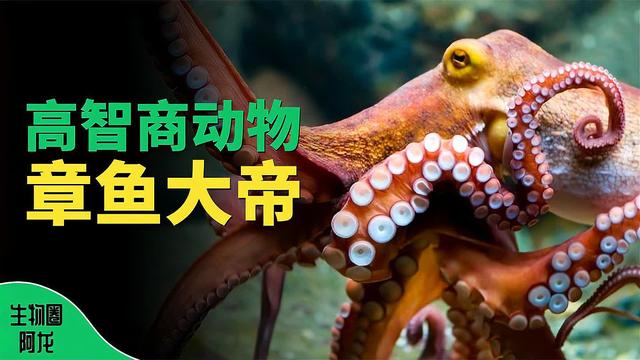 章鱼的寿命，章鱼的生命周期？