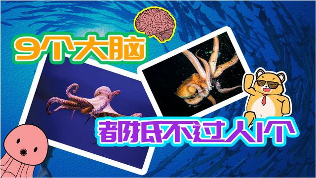 章鱼的寿命，章鱼的生命周期？