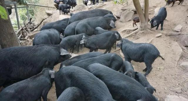 黑猪图片，黑猪养殖技术？
