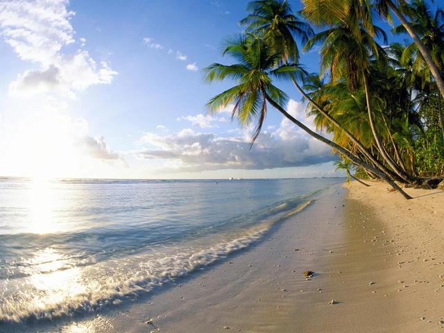 椰子树生长地区及环境，椰子树生长条件？