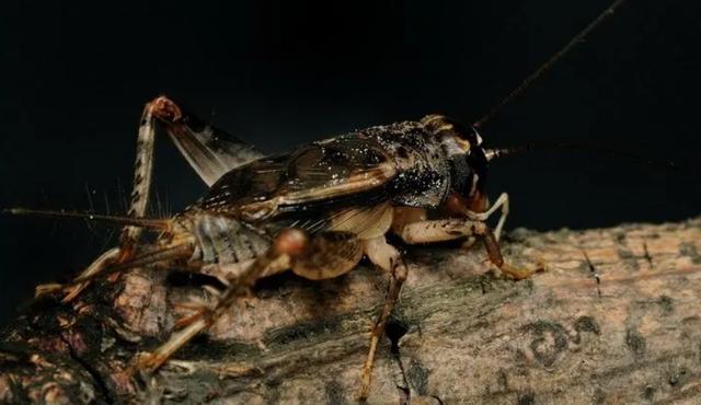 蟋蟀产卵的特点，蟋蟀繁殖方式？