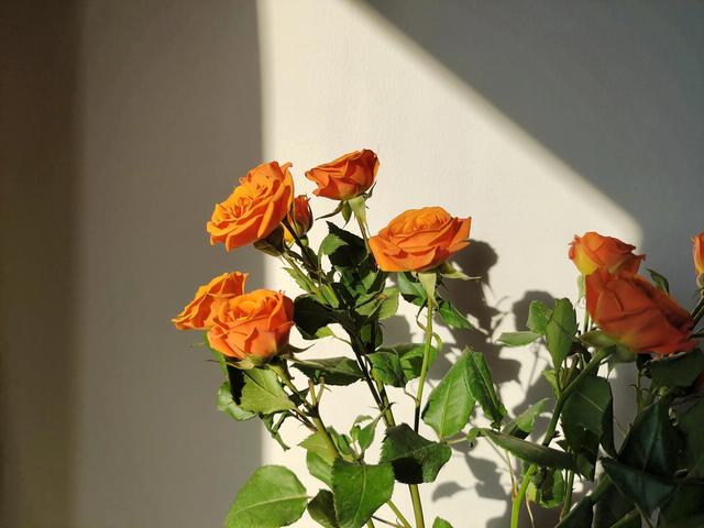 橙色玫瑰叫什么，橙色玫瑰的名字？