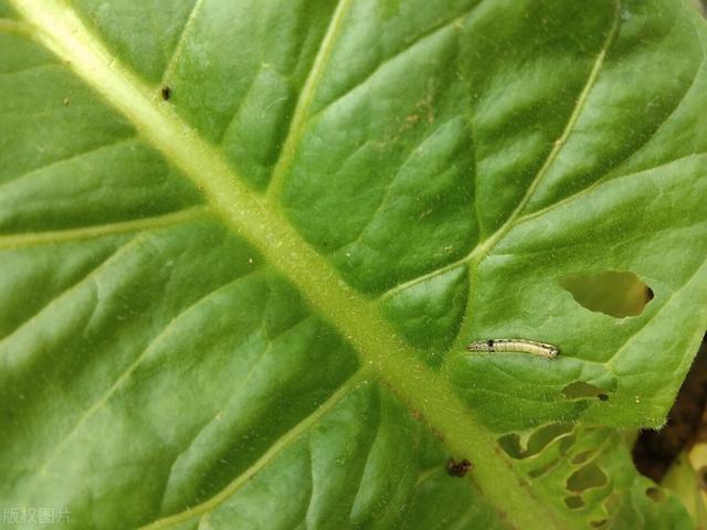 虫螨腈对那些作物慎用，虫害对作物的影响？