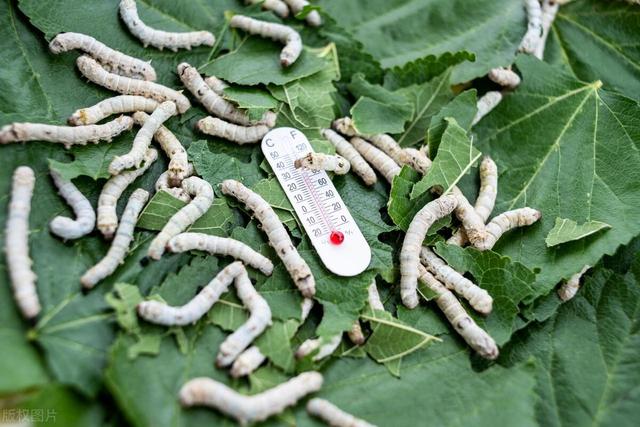 大蚕和小蚕能放一起养吗，蚕宝宝的共同饲养方法？