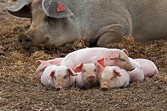 母猪产后护理专业，母猪产后护理技巧？
