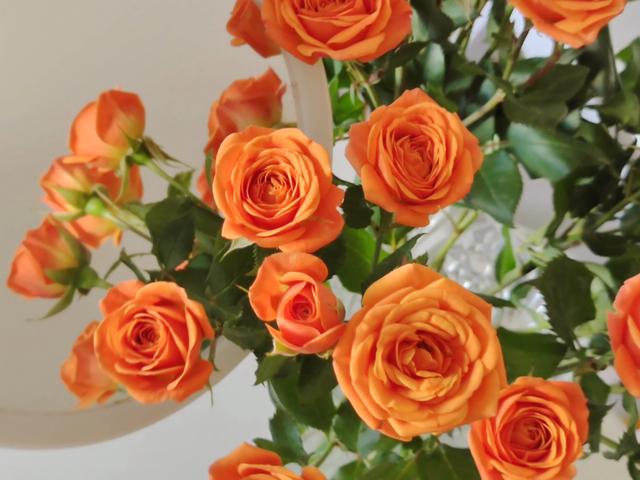 橙色玫瑰叫什么，橙色玫瑰的名字？