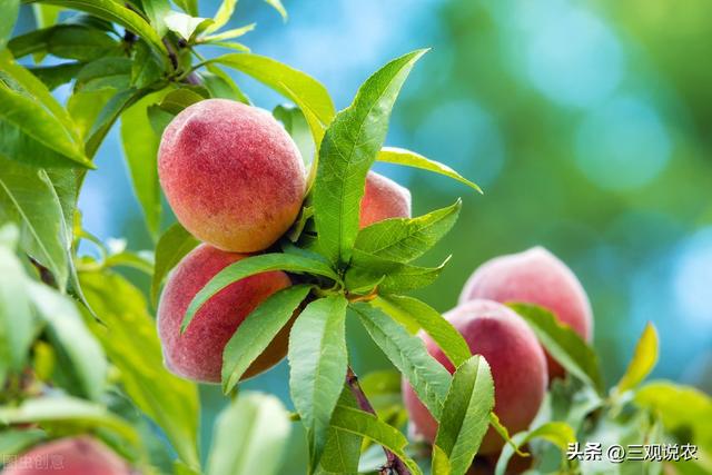 可以在原桃树的土壤上直接种植新的桃树吗，桃树移栽方法？