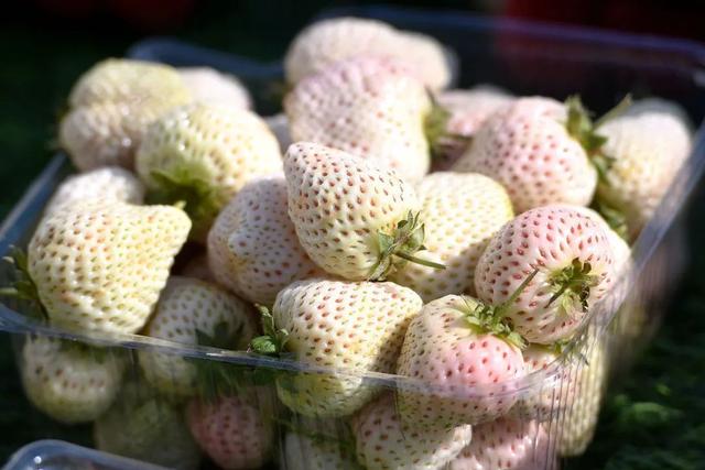 白色草莓是转基因的吗，白色草莓转基因吗？