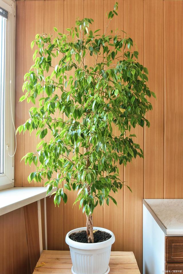 室内幸福树浇水的正确方法，室内植物浇水技巧？
