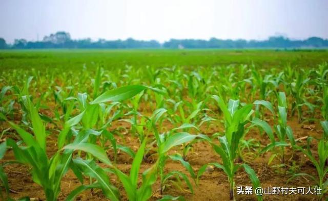玉米一共要施几次肥料，玉米肥料施用次数？