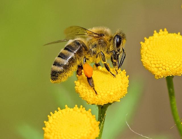 蜜蜂看不到什么颜色，蜜蜂视觉特点？