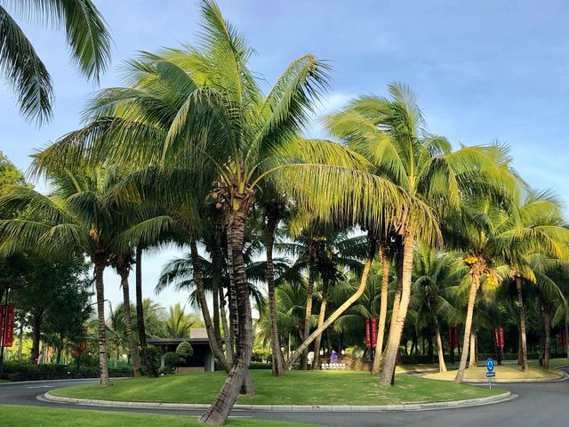椰子树生长地区及环境，椰子树生长条件？
